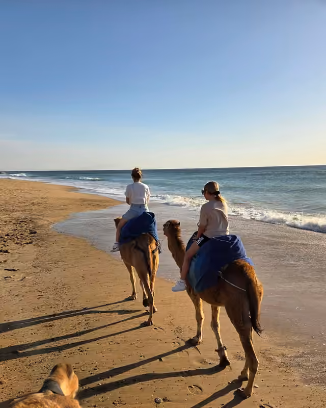 Two camels walking along Achakkar Beach in soft morning light