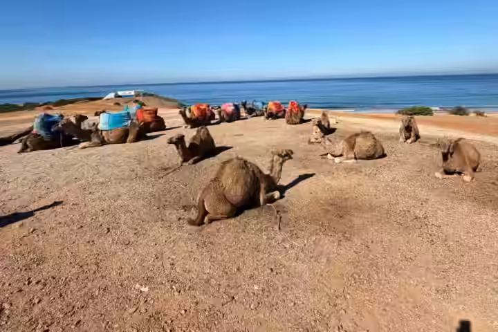 Camellos descansando en la meseta sobre el Atlántico, cerca de las Cuevas de Hércules