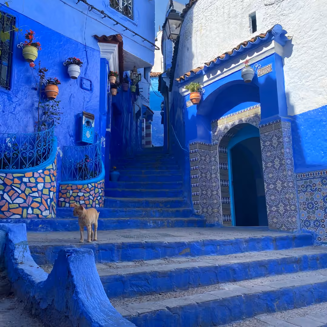 Una callejuela azul con escalones, una puerta de azulejos y un gato naranja en la medina de Chefchaouen