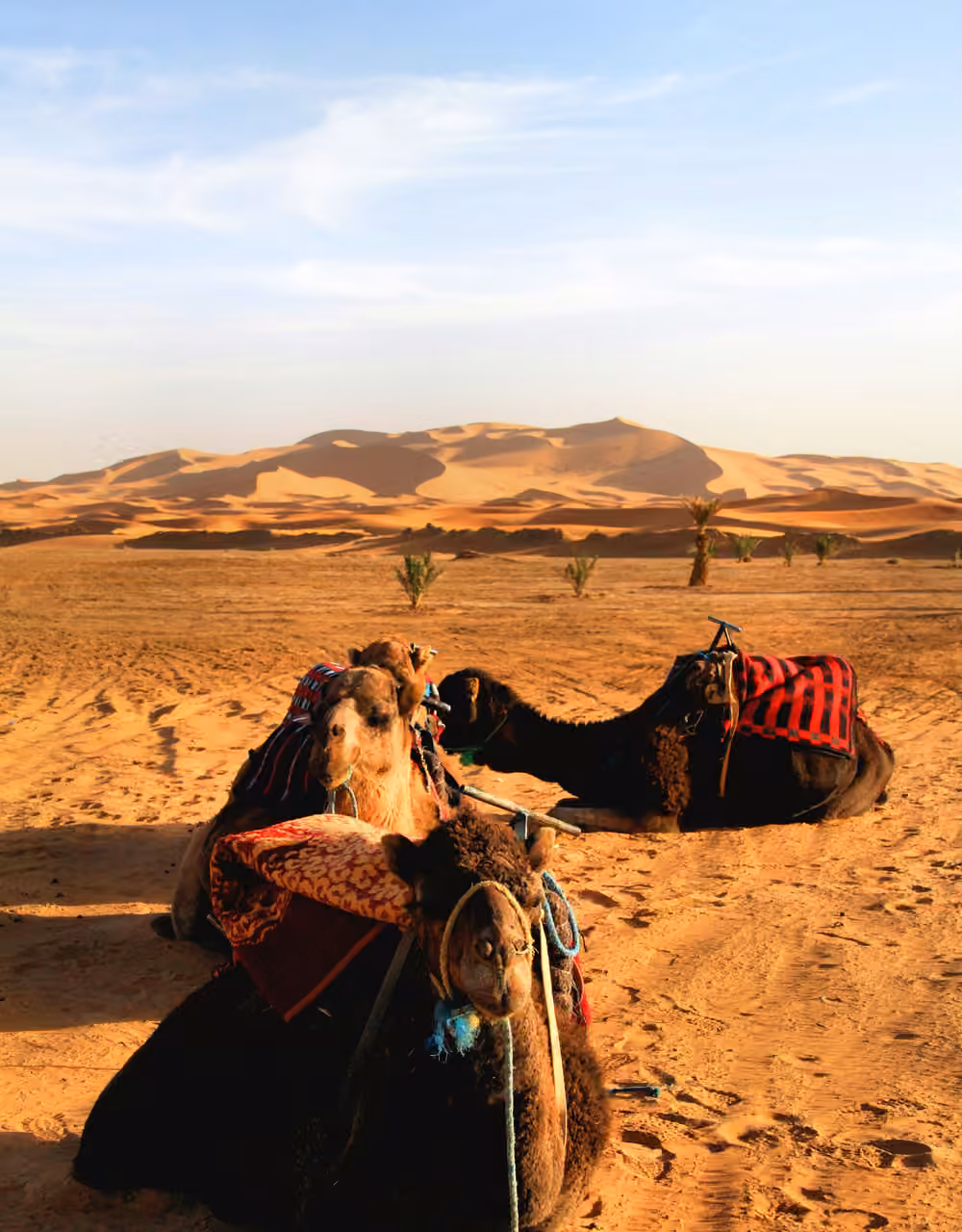 Dromedarios descansando en la arena al pie de las dunas del Erg Chebbi, en Merzouga, en el Sáhara