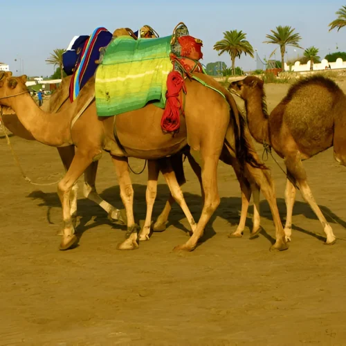 Camel tour guide